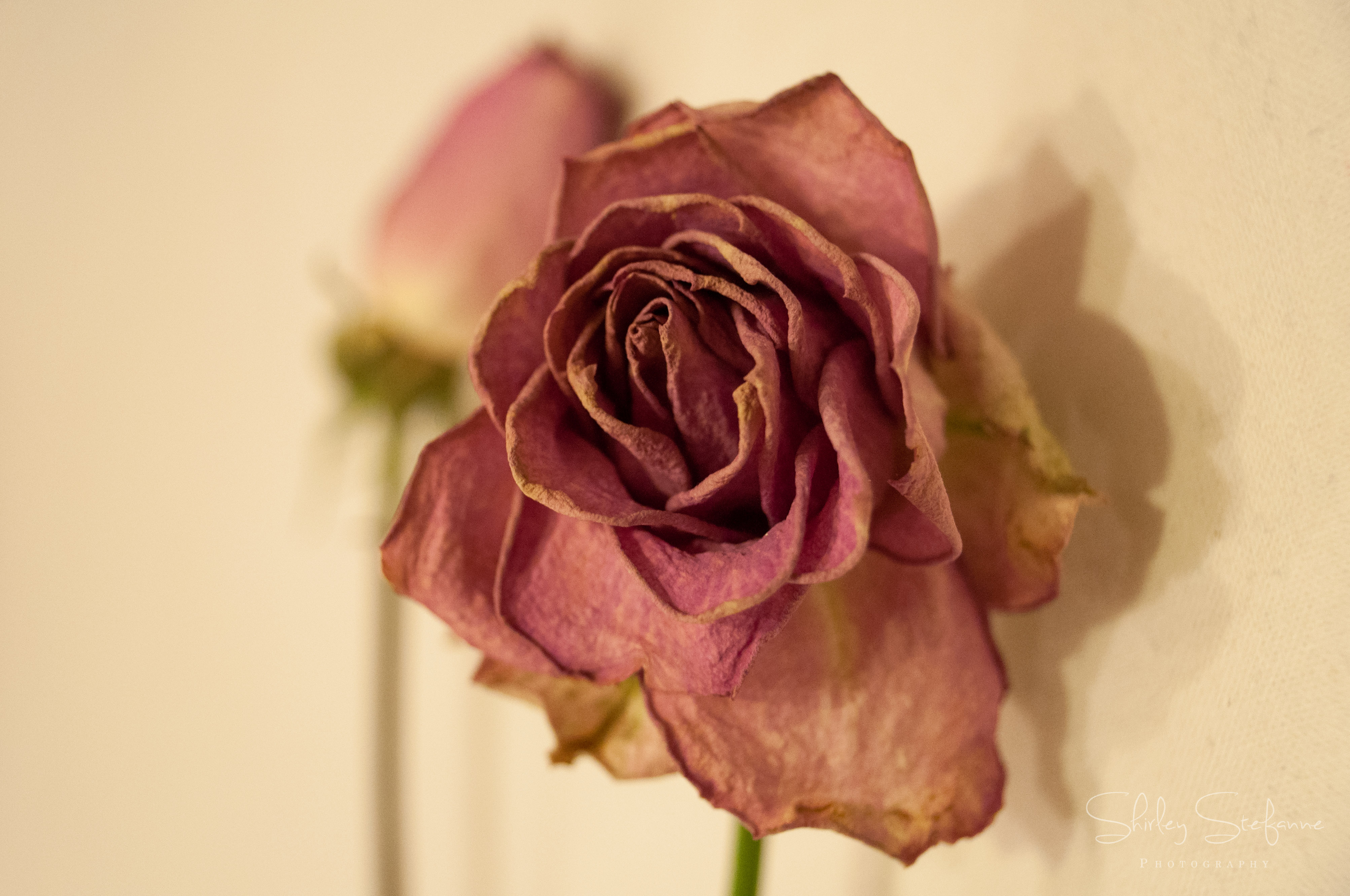 Dry Rose 1