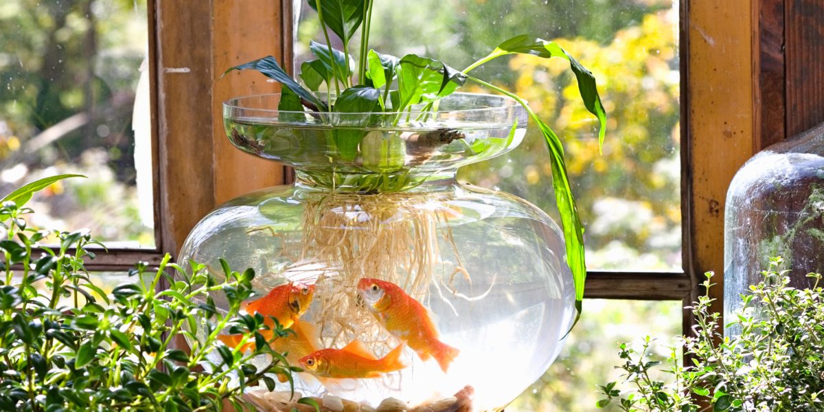 Fish Bowl Plants Indoor Water Garden 1119 1200x600
