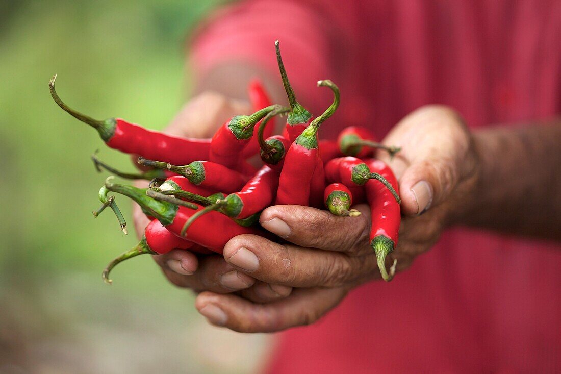 70356064 Farmer Hand Holding Red Hot Chili Peppers