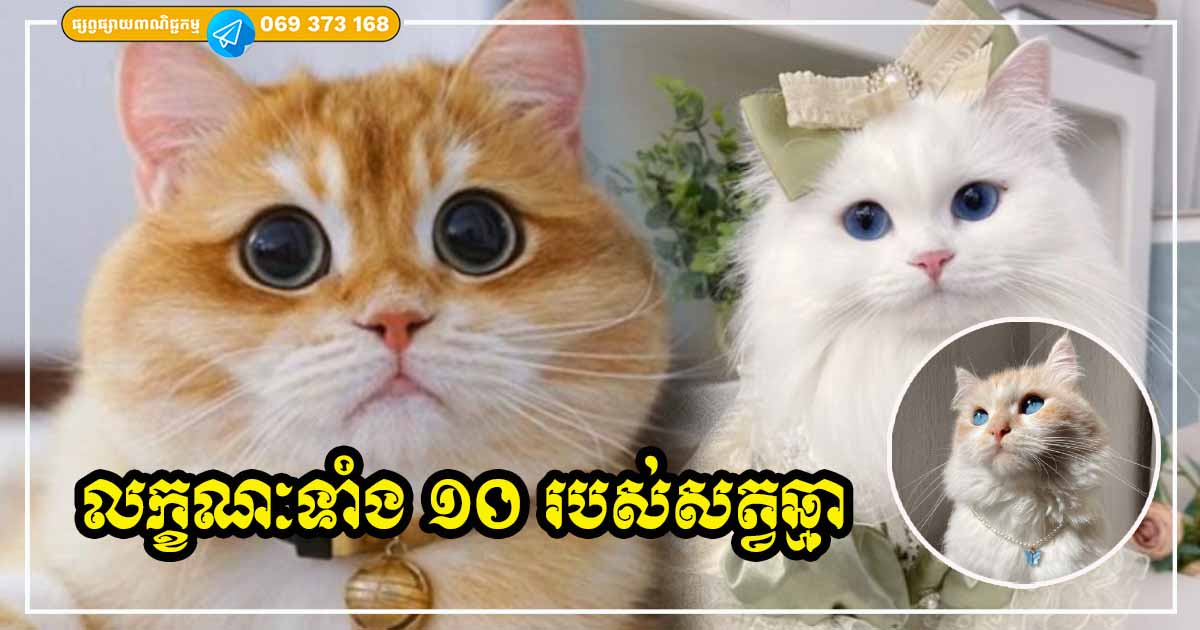 លក្ខណៈពិសេសទាំង ១០ ចំណុចរបស់សត្វឆ្មា លក្ខណៈពិសេសទាំង ១០ ចំណុចរបស់សត្វឆ្មា