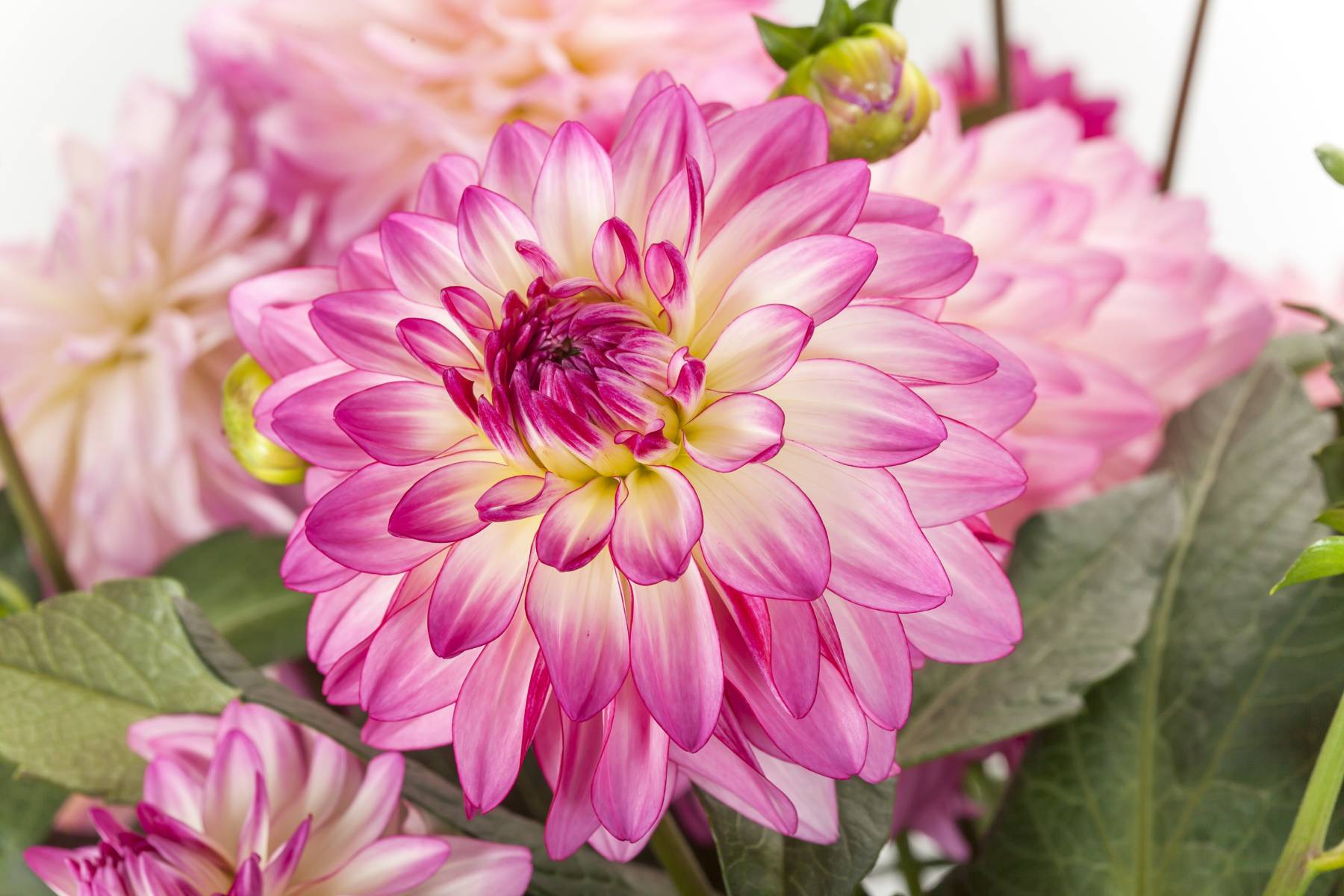 Sincerity, Dahlia X Hybrida, 70082930 Syngenta Flowers