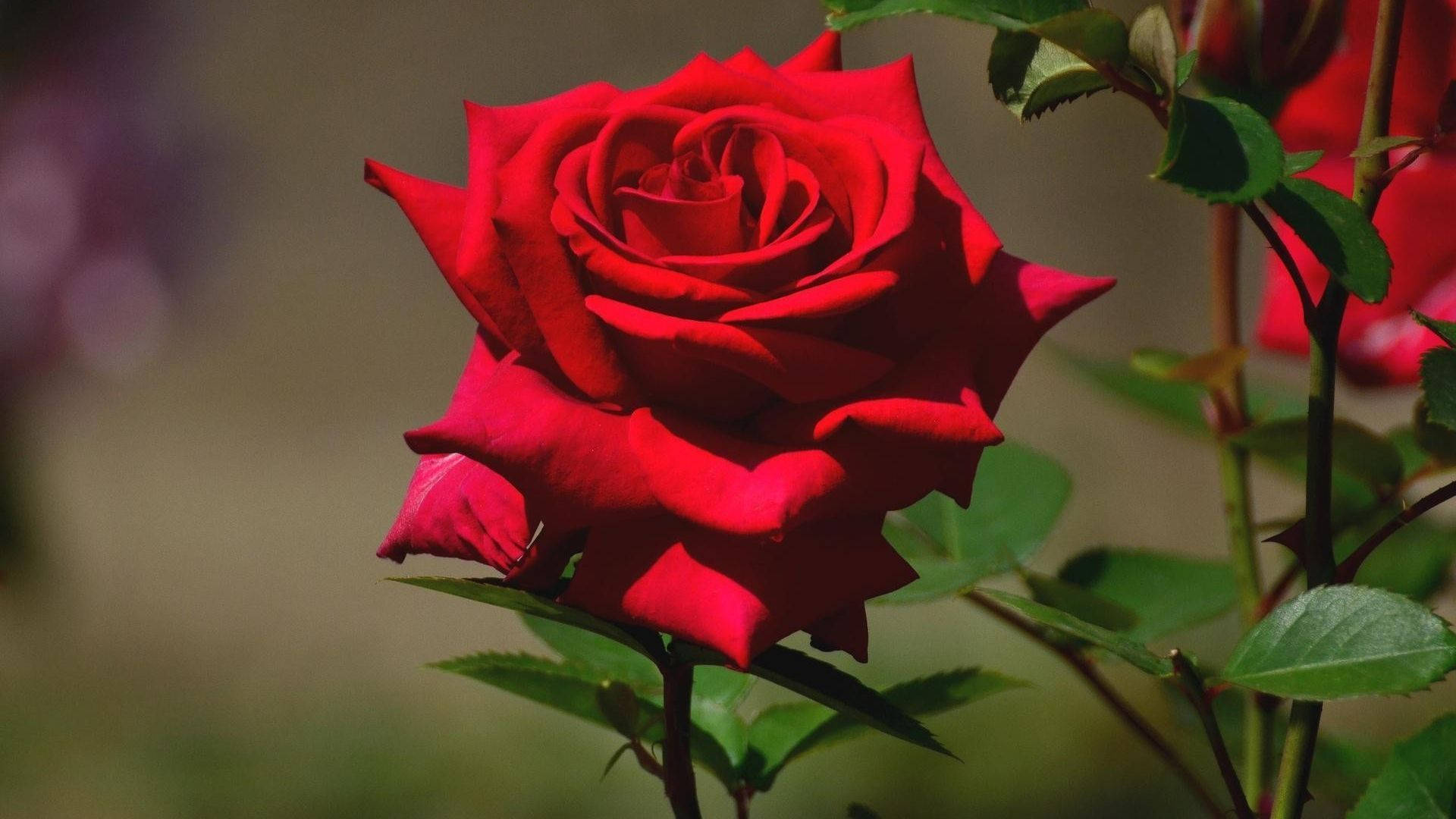 Beautiful Rose Plant 24xhbhw4hg9ue112