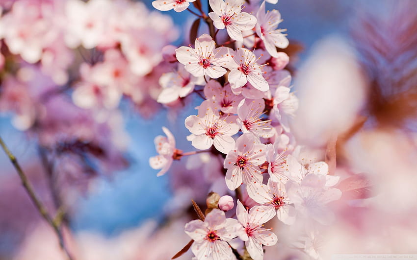 Desktop Wallpaper Red Apple Blossom
