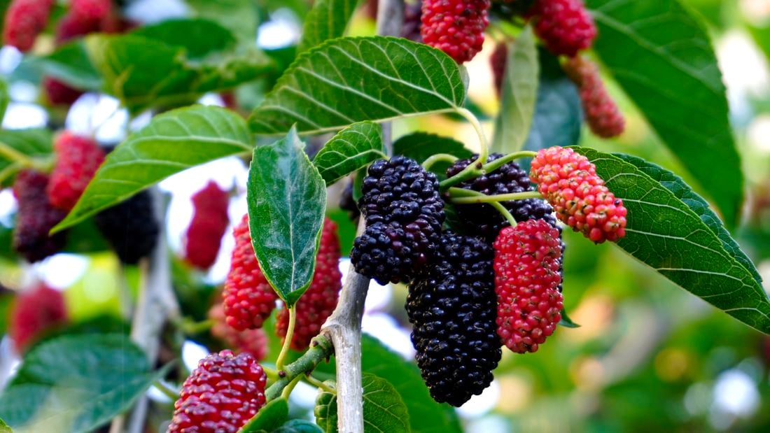 DIY 2 – Header – How To Grow A Mulberry Tree – Getty Images
