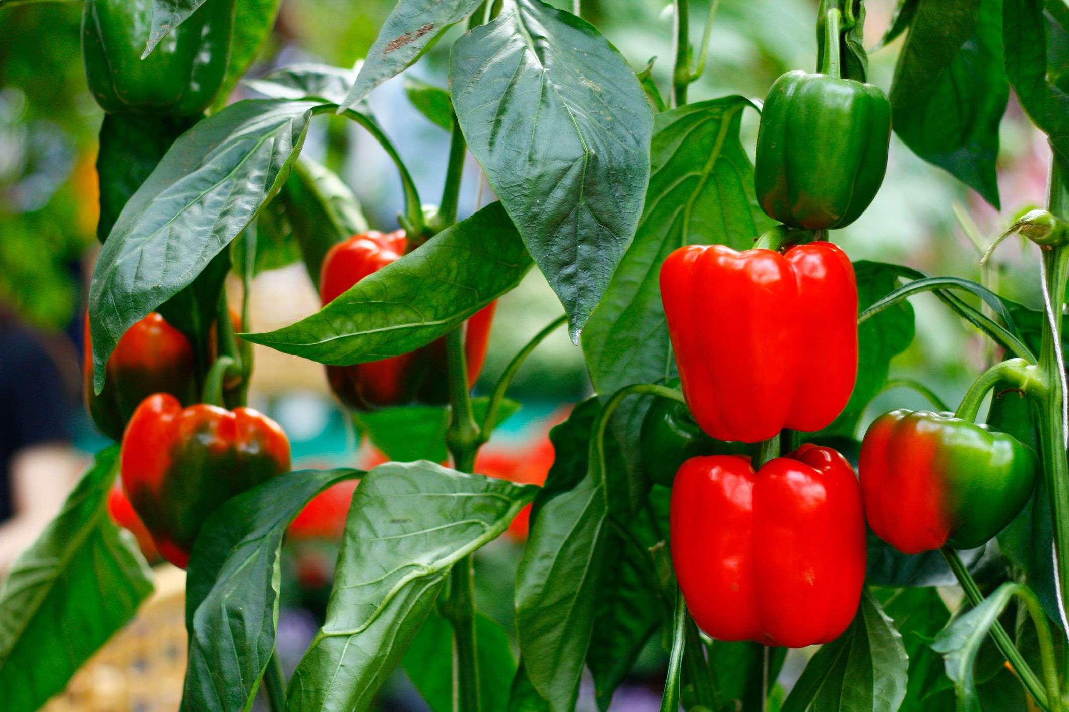 How To Grow Bell Peppers 662134a4a6399