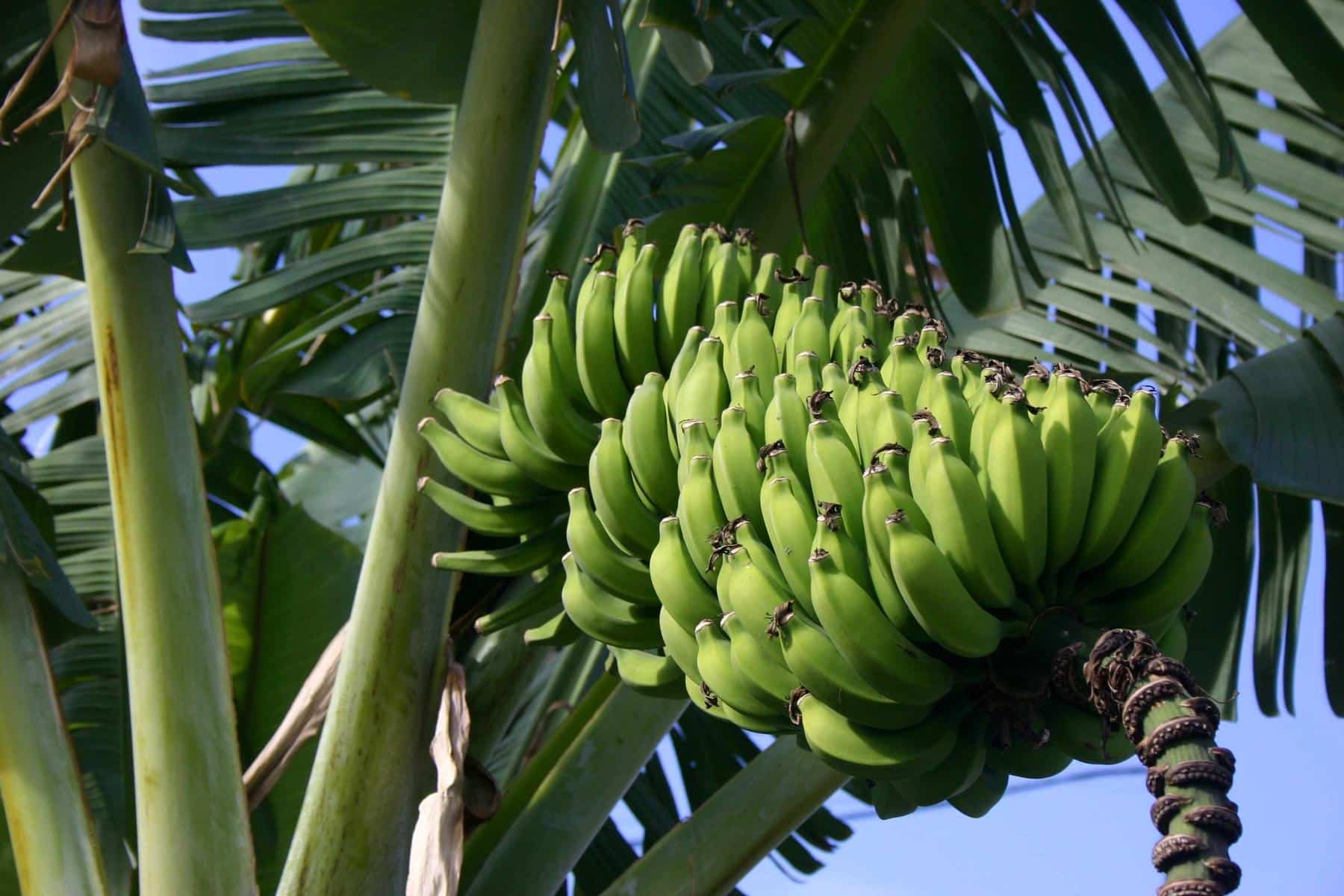 Banana