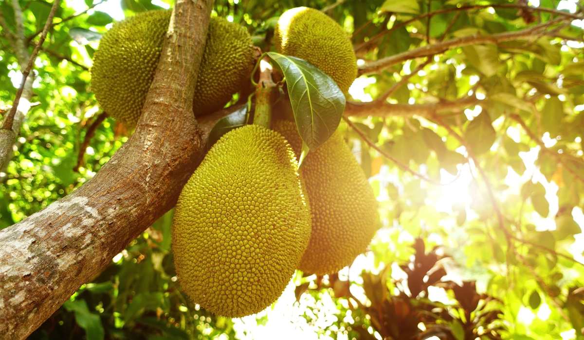 Jackfruit Know How To Grow And Care For This Fruit
