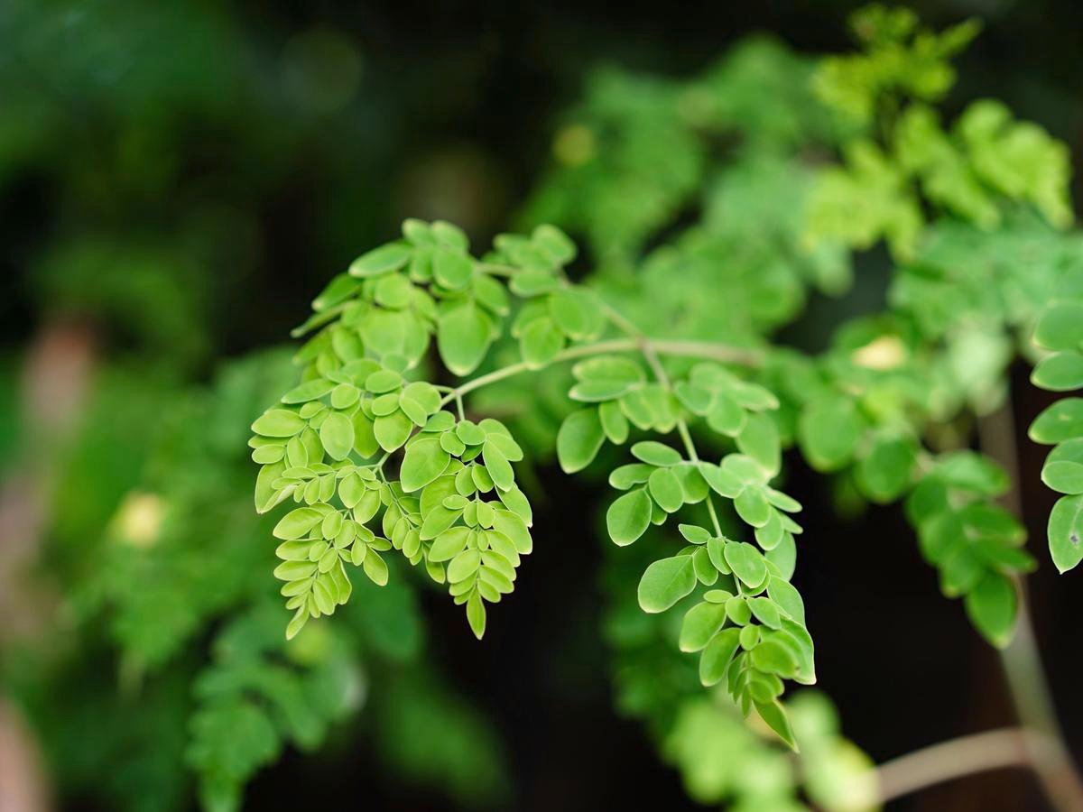 Moringa