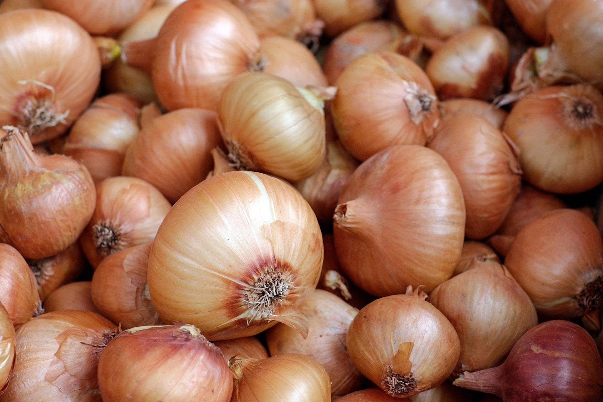 Onions Grow Your Own Pixabay