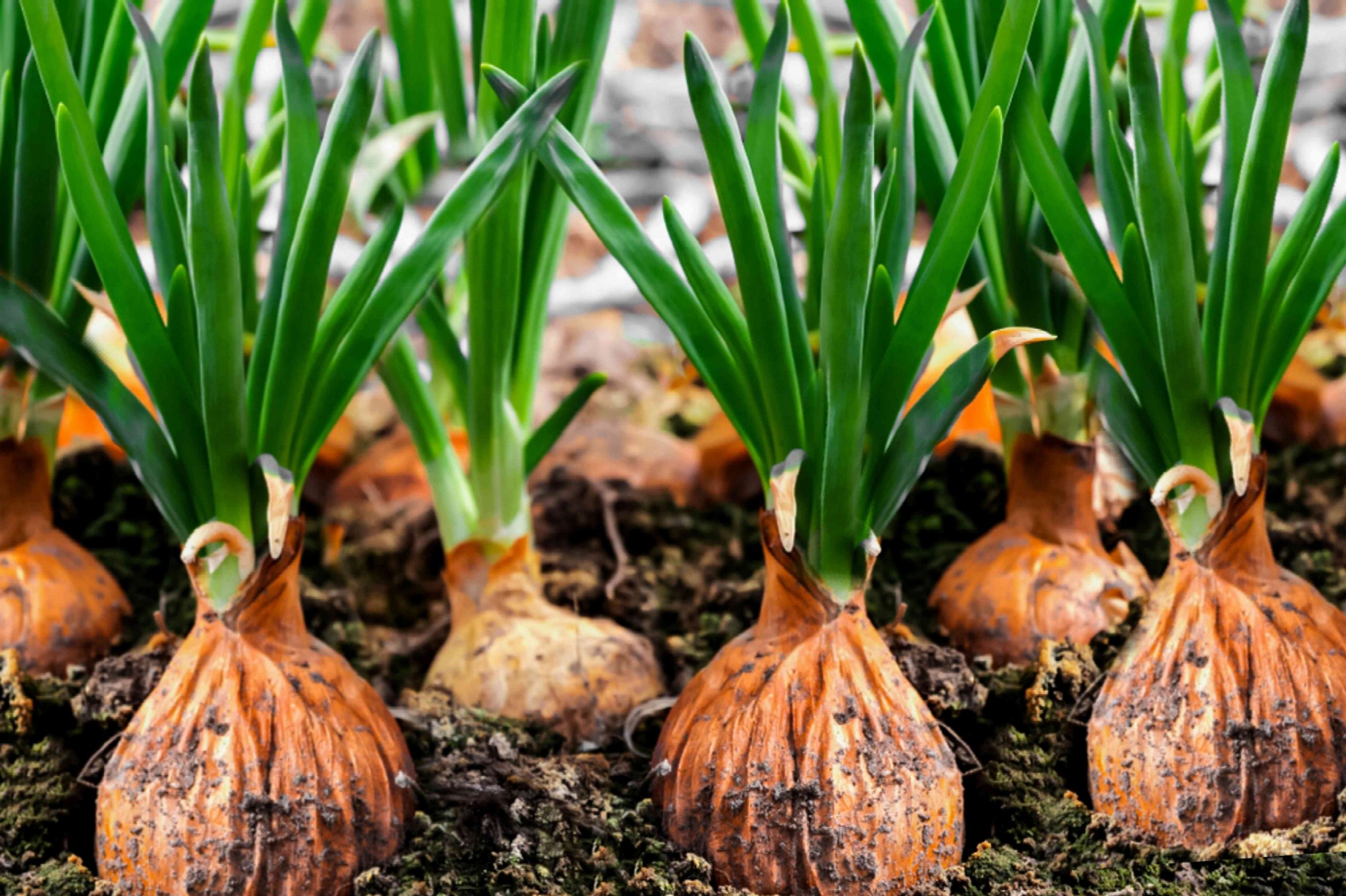 Growing Onions 1403447 01 38d480a2d16d4ea0b0dd174f42785e1d