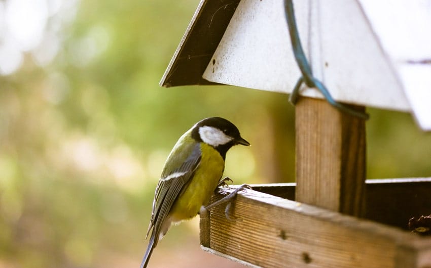 What Does It Mean When A Bird Flies In Your House
